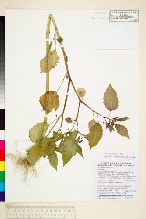 <a href="https://brmas.openmuseum.tw/muse/digi_object/924d4e5d9d031af6b3df666bbee7c166" target="_blank">燈籠草(苦蘵)／中央研究院生物多樣性研究博物館植物標本館 (HAST)</a>