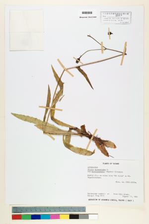 <a href="https://brmas.openmuseum.tw/muse/digi_object/92608846a9cf9f0e601862b136c2258a" target="_blank">玉山毛蓮菜／中央研究院生物多樣性研究博物館植物標本館 (HAST)</a>