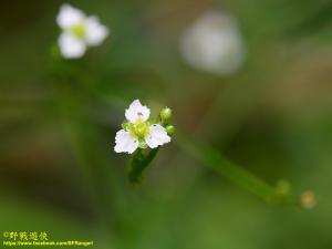 <a href="https://taieol.tw/muse/digi_object/1ef894eabc5372a0f9f646b9a328c4e1" target="_blank">澤瀉／By：kinmatsu／iNaturalist</a>
