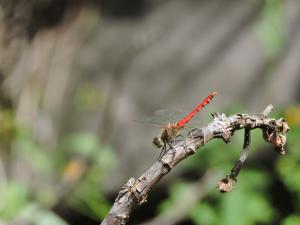 <a href="https://taieol.tw/muse/digi_object/b2c2a8e3663d6a1d4c3ecb1b88c61e10" target="_blank">長尾蜻蜓／By：warisan／iNaturalist</a>