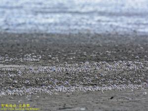 <a href="https://taieol.tw/muse/digi_object/0f9cf6b87c686b54a3b70bd0a37c985b" target="_blank">短指和尚蟹／By：kinmatsu／iNaturalist</a>