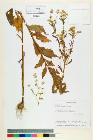 <a href="https://brmas.openmuseum.tw/muse/digi_object/92c719bd23e4624a1a24ccc88f863af4" target="_blank">白頂飛蓬／中央研究院生物多樣性研究博物館植物標本館 (HAST)</a>