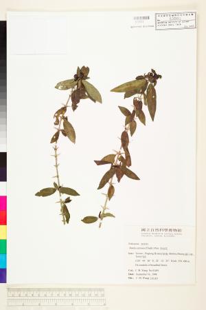 <a href="https://brmas.openmuseum.tw/muse/digi_object/92c8d570f2ca3b528ea5293ec8011a1c" target="_blank">對面花／中央研究院生物多樣性研究博物館植物標本館 (HAST)</a>