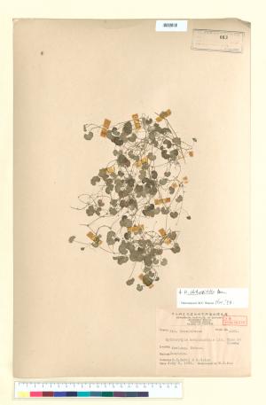<a href="https://brmas.openmuseum.tw/muse/digi_object/92d8e52e5b3ca7586697d782ccc0b974" target="_blank">天胡荽／中央研究院生物多樣性研究博物館植物標本館 (HAST)</a>