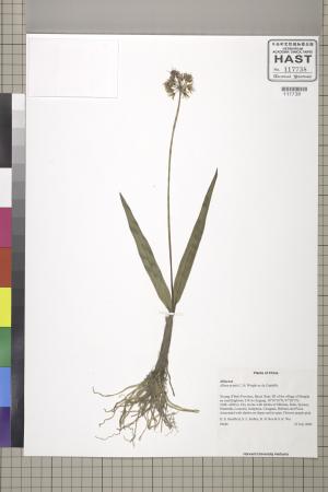 <a href="https://brmas.openmuseum.tw/muse/digi_object/930045f08a6e9e40c9851088f312aa0b" target="_blank">蔥屬／中央研究院生物多樣性研究博物館植物標本館 (HAST)</a>