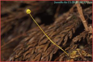 Mycena oregonensis(奧勒岡黃小菇)