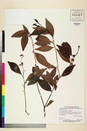 <a href="https://brmas.openmuseum.tw/muse/digi_object/931bc1e2aa265bae0434a22ada3bc99f" target="_blank">台灣香檬／中央研究院生物多樣性研究博物館植物標本館 (HAST)</a>