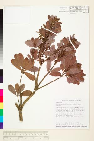 <a href="https://brmas.openmuseum.tw/muse/digi_object/93250c3b291c08b23755cd28a5c91dbe" target="_blank">青楊梅／中央研究院生物多樣性研究博物館植物標本館 (HAST)</a>
