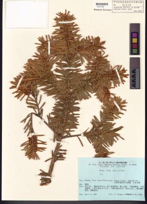 <a href="https://brmas.openmuseum.tw/muse/digi_object/935401f99dc5f691ff91ab24f9dec225" target="_blank">日本冷杉／中央研究院生物多樣性研究博物館植物標本館 (HAST)</a>