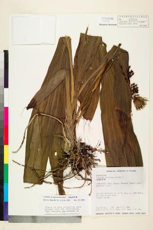 <a href="https://brmas.openmuseum.tw/muse/digi_object/935a54ae1003a7e9b8f881290c63c167" target="_blank">連翹根節蘭／中央研究院生物多樣性研究博物館植物標本館 (HAST)</a>
