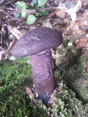 Cortinarius violaceus(紫絨絲膜菌)