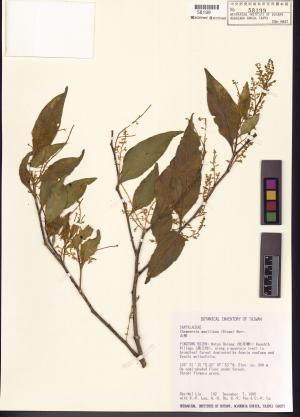 <a href="https://brmas.openmuseum.tw/muse/digi_object/93ae3ee0ced3b9f9b138ccd87b976deb" target="_blank">山柚／中央研究院生物多樣性研究博物館植物標本館 (HAST)</a>