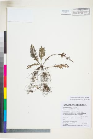 <a href="https://brmas.openmuseum.tw/muse/digi_object/93b0347beba0cfe6d060fb7b2d8a4a08" target="_blank">密毛蒿蕨／中央研究院生物多樣性研究博物館植物標本館 (HAST)</a>