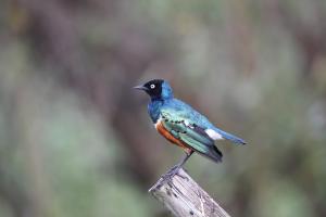 <a href="https://taieol.tw/muse/digi_object/e2809bdd45abcc377e13b0ee85cea484" target="_blank">栗頭麗椋鳥／By：李豐曉／臺灣物種名錄(TaiCOL)</a>