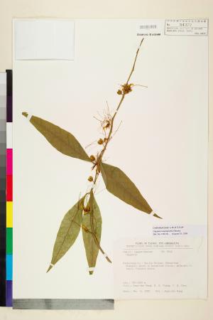 <a href="https://brmas.openmuseum.tw/muse/digi_object/93b59a3fc1f4ab7ee8837b37855698dc" target="_blank">銳葉山柑／中央研究院生物多樣性研究博物館植物標本館 (HAST)</a>
