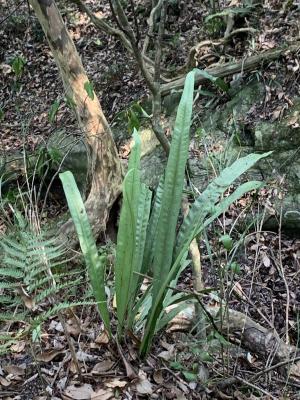 <a href="https://taieol.tw/muse/digi_object/e21005afffd3ae65e41fe29b29ea47b0" target="_blank">星蕨／By：ycliu／iNaturalist</a>