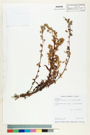 <a href="https://brmas.openmuseum.tw/muse/digi_object/93d6eb9741bf6cb046f6c67de3f295f6" target="_blank">一枝黃花／中央研究院生物多樣性研究博物館植物標本館 (HAST)</a>