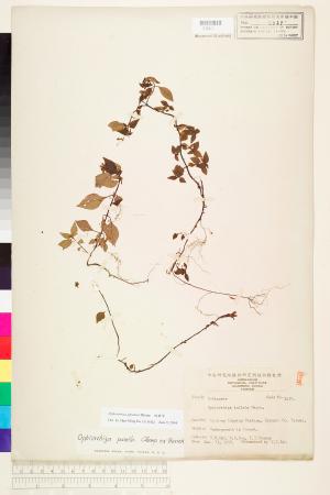 <a href="https://brmas.openmuseum.tw/muse/digi_object/93e59701c3ff10b79de012d67ed74f2a" target="_blank">蛇根草／中央研究院生物多樣性研究博物館植物標本館 (HAST)</a>