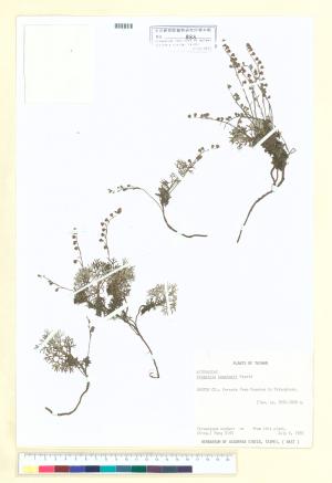 <a href="https://brmas.openmuseum.tw/muse/digi_object/93e59f4963df4c069e50f4f49c16f5ec" target="_blank">山艾／中央研究院生物多樣性研究博物館植物標本館 (HAST)</a>