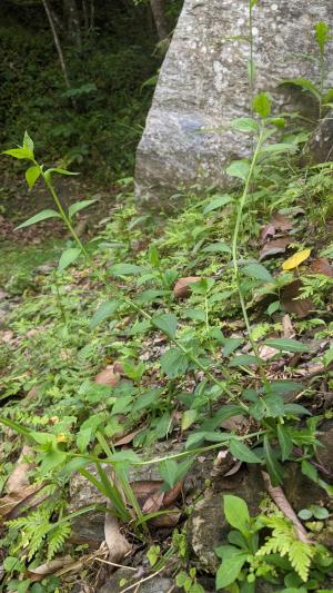 <a href="https://taieol.tw/muse/digi_object/e3e4598494911d83170f68edc03e8875" target="_blank">羅山腹水草／By：chengte／iNaturalist</a>