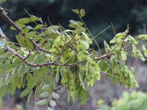 <a href="https://taieol.tw/muse/digi_object/71fc7fe80dc74d30c95714070f642fa9" target="_blank">臺灣馬鞍樹／By：naturalist14740／iNaturalist</a>