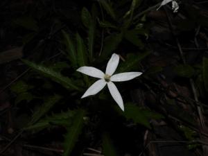 <a href="https://taieol.tw/muse/digi_object/f7e0609ec78f017f8868808ccec95e0c" target="_blank">馬醉草／By：abujudy／iNaturalist</a>
