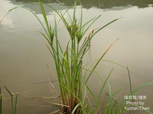 <a href="https://taieol.tw/muse/digi_object/9aa8fde44581a76c0ce112e2c360c3b1" target="_blank">無翅莎草／By：cyst007／iNaturalist</a>