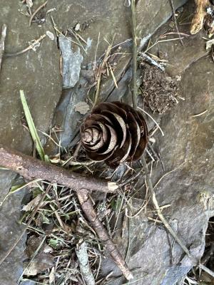 <a href="https://taieol.tw/muse/digi_object/25906747fd5a191b0512fff616971016" target="_blank">臺灣黃杉／By：naturalist10919／iNaturalist</a>
