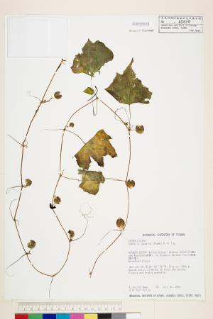 <a href="https://brmas.openmuseum.tw/muse/digi_object/9401e12c2aec4d5904712f1f3f4c4869" target="_blank">馬㼎兒／中央研究院生物多樣性研究博物館植物標本館 (HAST)</a>