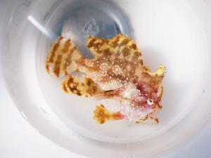 <a href="https://taieol.tw/muse/digi_object/bc91b572f5296652e7c609cd1583b2d3" target="_blank">裸躄魚／By：何彬宏／臺灣物種名錄(TaiCOL)</a>