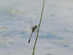 <a href="https://taieol.tw/muse/digi_object/a41b35ccf53d2d55870c64f03d5bedee" target="_blank">杜松蜻蜓／By：leaf0605／iNaturalist</a>