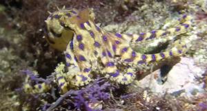 <a href="https://taieol.tw/muse/digi_object/56b67010c7b0d4e832ee6928183a26d8" target="_blank">藍紋章魚／By：lgs1836／iNaturalist</a>