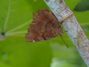 <a href="https://taieol.tw/muse/digi_object/e89703eeeddcf3e2b206b2edd68beb59" target="_blank">波蛺蝶／By：max822／iNaturalist</a>