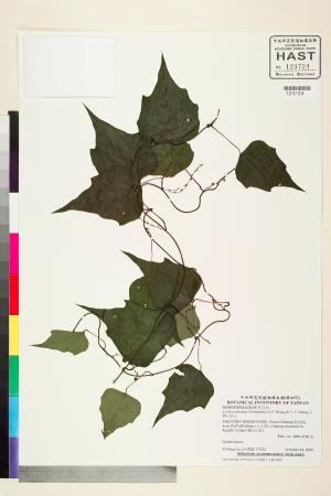 <a href="https://brmas.openmuseum.tw/muse/digi_object/94708f653dc923844d56ad9bcdc237df" target="_blank">台灣土防己／中央研究院生物多樣性研究博物館植物標本館 (HAST)</a>