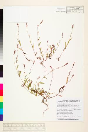 <a href="https://brmas.openmuseum.tw/muse/digi_object/947255f9ced85ac085020e83a786d082" target="_blank">睫穗蓼／中央研究院生物多樣性研究博物館植物標本館 (HAST)</a>