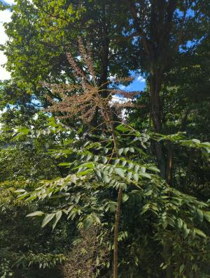 <a href="https://taieol.tw/muse/digi_object/1ef2a8e6ecb3381d88b72b51cc16c649" target="_blank">鵲不踏／By：jidy／iNaturalist</a>