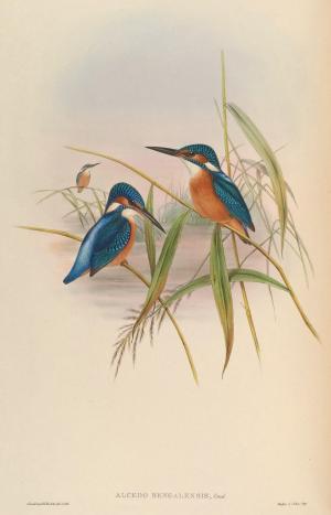 <a href="https://taieol.tw/muse/digi_object/a96d10e1d139ee997e331d5889c55745" target="_blank">翠鳥／By：Walter &amp; Cohn／Biodiversity Heritage Library(BHL)</a>
