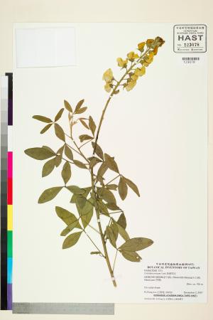 <a href="https://brmas.openmuseum.tw/muse/digi_object/94b2506444507fc555cfbbdebe4cfe29" target="_blank">黃豬屎豆／中央研究院生物多樣性研究博物館植物標本館 (HAST)</a>