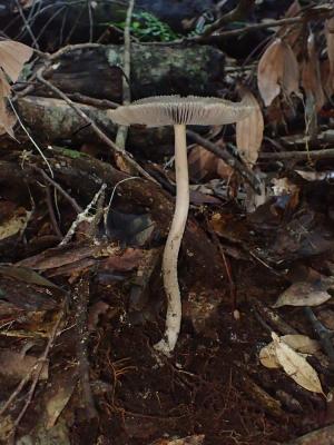 Amanita griseofolia(灰褶鵝膏)