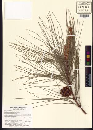 <a href="https://brmas.openmuseum.tw/muse/digi_object/94cdeed347287d193097a1a8cbbaa393" target="_blank">馬尾松／中央研究院生物多樣性研究博物館植物標本館 (HAST)</a>