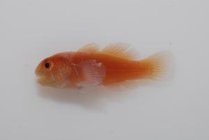 <a href="https://fishdb.sinica.edu.tw/muse/digi_object/43b3c768d5c99c9158c3272783dac330" target="_blank">Gobiodon quinquestrigatus／黃世彬</a>