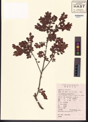 <a href="https://brmas.openmuseum.tw/muse/digi_object/94df4b4f708e2bc0572d68c4d717578d" target="_blank">小葉赤楠／中央研究院生物多樣性研究博物館植物標本館 (HAST)</a>