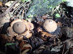 Geastrum triplex(尖頂地星)