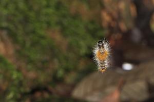 <a href="https://taieol.tw/muse/digi_object/d580f16d081f921dd3d459b699194b39" target="_blank">菱帶黃毒蛾／By：naturalist5193／iNaturalist</a>