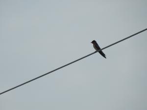 <a href="https://taieol.tw/muse/digi_object/71c5f4fb03e1db803c9e9fd709a6643e" target="_blank">洋燕／By：penlock／iNaturalist</a>