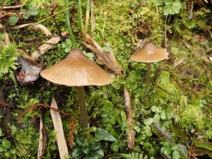 Entoloma strictius(射紋粉褶菌)