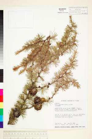 <a href="https://brmas.openmuseum.tw/muse/digi_object/95224d3820e400b0bdc78d219840172a" target="_blank">日本落葉松／中央研究院生物多樣性研究博物館植物標本館 (HAST)</a>
