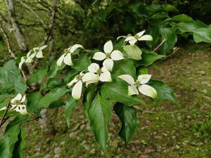 <a href="https://taieol.tw/muse/digi_object/01f4cec9dc8be24cecd10c0073b6033b" target="_blank">四照花／By：rich_yang／iNaturalist</a>