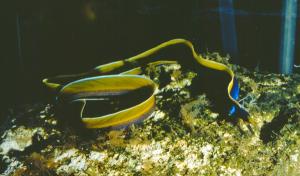 <a href="https://fishdb.sinica.edu.tw/muse/digi_object/bec5ad04874c627fa86f46628b98e8b4" target="_blank">Rhinomuraena quaesita@fishdb-media-1770／魚類生態與演化研究室</a>
