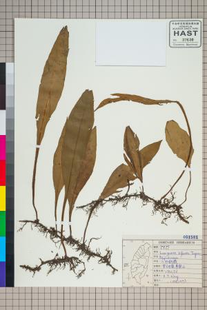 <a href="https://brmas.openmuseum.tw/muse/digi_object/95522d83d48f3a1e4dc263645d8ea9b0" target="_blank">二形劍蕨／中央研究院生物多樣性研究博物館植物標本館 (HAST)</a>